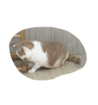 ペット達！（個別スタンプ：3）