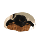 ペット達！（個別スタンプ：7）