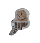 ウチのペットとかいろいろ（個別スタンプ：2）
