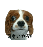 可愛い愛犬（個別スタンプ：6）