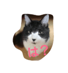ねこまる 〜Part1～（個別スタンプ：1）