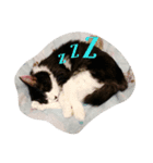 ねこまる 〜Part1～（個別スタンプ：3）