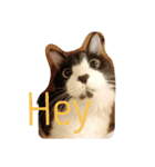 ねこまる 〜Part1～（個別スタンプ：5）