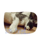 ねこまる 〜Part1～（個別スタンプ：8）