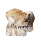 maaam（個別スタンプ：4）