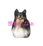 maaam（個別スタンプ：12）