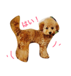 サーシャちゃん（個別スタンプ：6）