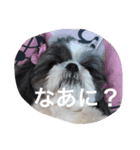 ルナパンスタンプ（個別スタンプ：3）