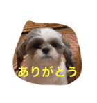 ルナパンスタンプ（個別スタンプ：5）