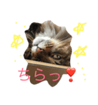 ニャンだワン（個別スタンプ：1）