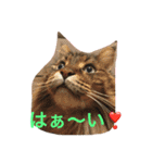 ニャンだワン（個別スタンプ：6）