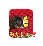 ニャンだワン（個別スタンプ：8）