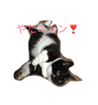 ニャンだワン（個別スタンプ：9）