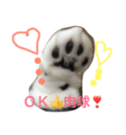 ニャンだワン（個別スタンプ：12）