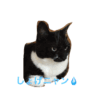 ニャンだワン（個別スタンプ：16）