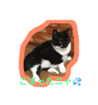 ニャンだワン（個別スタンプ：18）