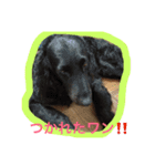 ニャンだワン（個別スタンプ：22）
