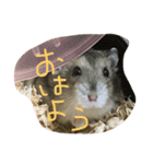 ハムスターごまお（個別スタンプ：1）