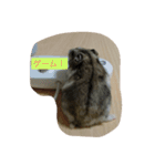 ハムスターごまお（個別スタンプ：6）