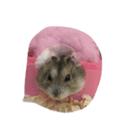 ハムスターごまお（個別スタンプ：13）
