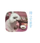 ぷりんちゃん。2（個別スタンプ：6）