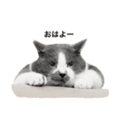 くまおが山からおりてきた（個別スタンプ：2）