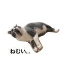 くまおが山からおりてきた（個別スタンプ：11）
