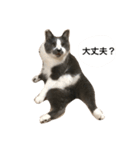 くまおが山からおりてきた（個別スタンプ：13）