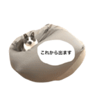 くまおが山からおりてきた（個別スタンプ：14）