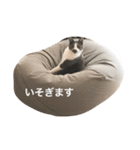 くまおが山からおりてきた（個別スタンプ：15）