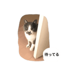 くまおが山からおりてきた（個別スタンプ：16）