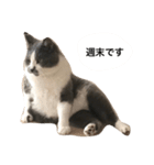 くまおが山からおりてきた（個別スタンプ：17）