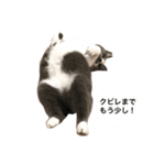 くまおが山からおりてきた（個別スタンプ：18）