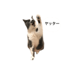 くまおが山からおりてきた（個別スタンプ：19）