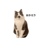 くまおが山からおりてきた（個別スタンプ：20）