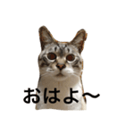 シャムトラのしろ（個別スタンプ：1）