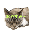 シャムトラのしろ（個別スタンプ：2）