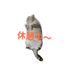 ぴのとぱふぃ（個別スタンプ：1）