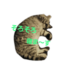 ぴのとぱふぃ（個別スタンプ：3）