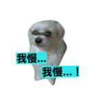 ぴのとぱふぃ（個別スタンプ：10）