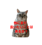 ぴのとぱふぃ（個別スタンプ：12）
