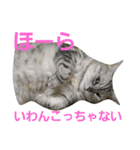 ぴのとぱふぃ（個別スタンプ：14）
