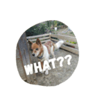 ラッキーライフ！（個別スタンプ：2）