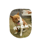ラッキーライフ！（個別スタンプ：9）