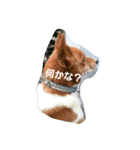 ラッキーライフ！（個別スタンプ：11）