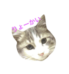 猫の山葵です（個別スタンプ：1）
