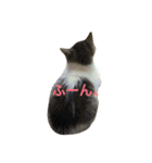 猫の山葵です（個別スタンプ：2）