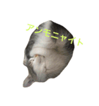 猫の山葵です（個別スタンプ：3）