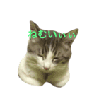 猫の山葵です（個別スタンプ：4）