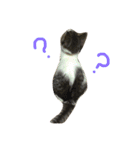 猫の山葵です（個別スタンプ：5）
